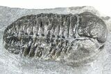 Bargain, Gerastos Trilobite Fossil - Morocco #363937-2
